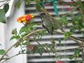 Hummingbird sings and announces