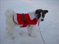 boomer-and-melindas-dogs-mandy-and-alicia.html