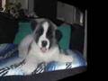 videos de BOOMER and MELINDA'S Dogs Mandy and Alicia