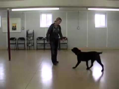 how to train a dog using an e collar