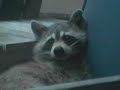 Raccoon shows up and makes herself at home
