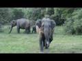 Charged by an elephant 