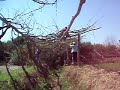 Poda Galera Uva Moscatel Poda Galera Uva Moscatel