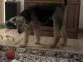 Dog playing soccer, Airedale terrier