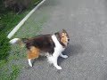 Sheltie Loves To Spin, Bark, and Run