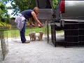 Marley and Me the Puppies !!!! Marley and Me the Puppies !!!!