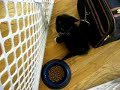 New kitten at the office