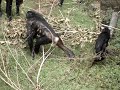 monkey playing