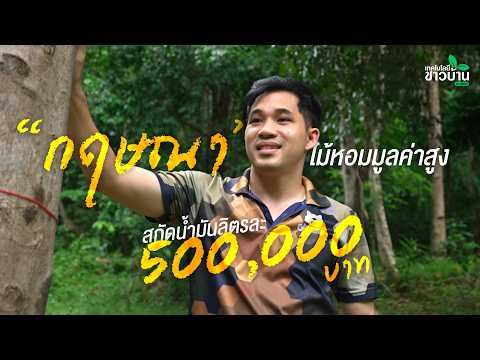กฤษณา” ไม้หอมมูลค่าสูง สกัดน้ำมันลิตรละ 500,000 บาท เผยเทคนิคปลูกอย่างไร ให้สร้างรายได้