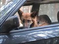 BMW e30 325i touring doggy style burnout BMW e30 325i touring doggy style burnout