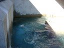 Sea Lions at Miller Park Zoo in Bloomingon, IL