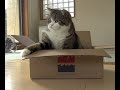 I Am Maru
