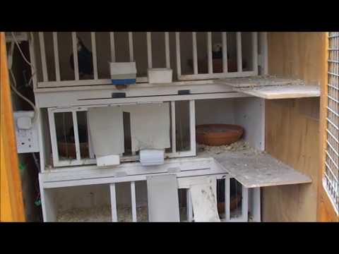 roller pigeons - update on my young birds bred this year. 12 flying, 5 almost flying some still in the nest. Hoping to reach 30 ybs in the next month.