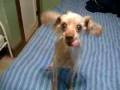videos de Crazy Poodle