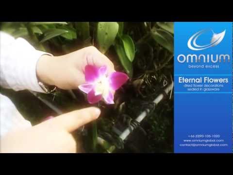 how to dye pressed flowers