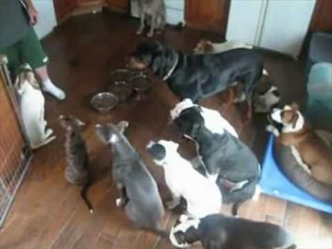 how to properly discipline a dog