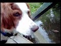 Vera at the Duck Pond (R&W Irish Setter)