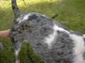 Louisiana Catahoula game - Louisiánský leopardí pes v akci