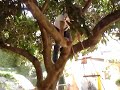 Cocão trepando na arvore