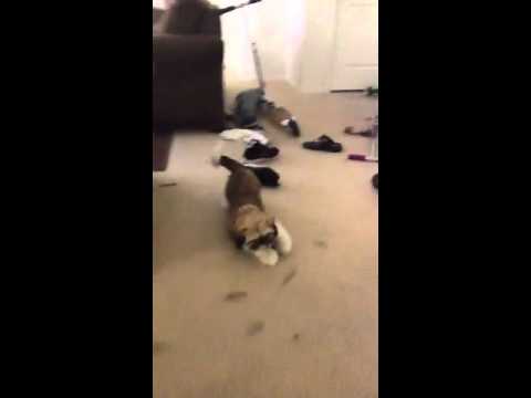 Where's my bone?