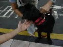 Guide Dog - Ola???