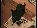 greeneyes-reading-paper.html