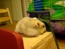 Day in the life of a Hamster- Czarina Day in the life of a Hamster- Czarina