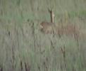 Roe deer 3 kms from Futuroscope France Roe deer 3 kms from Futuroscope France