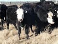 Supreme Stockfeeds Maxi Pellets Video 120808