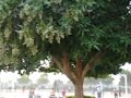 Click here to watch this video Play ground- Aldar- Abu dhabi