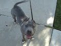 \"Hummer\" 7 month old Blue Amstaff