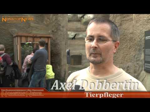 Rostock: Zoo Rostock - Sensation im Rostocker Zoo - Zwe ...