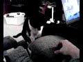 Cat fetching milk lid ring