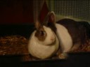 My Pet, Blue the Netherland Dwarf Rabbit -Fan Made Video