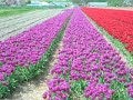 we rented two trikes and rode through the tulip fields in the netherlands.