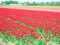 we rented two trikes and rode through the tulip fields in the netherlands.