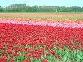 we rented two trikes and rode through the tulip fields in the netherlands.