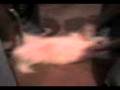 videos de La ley del palo.3gp