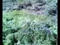 Camuflado