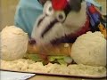 Bodger and Badger - 1x04 - Portrait of Hector (2 of 2)