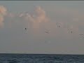 Sea Gulls