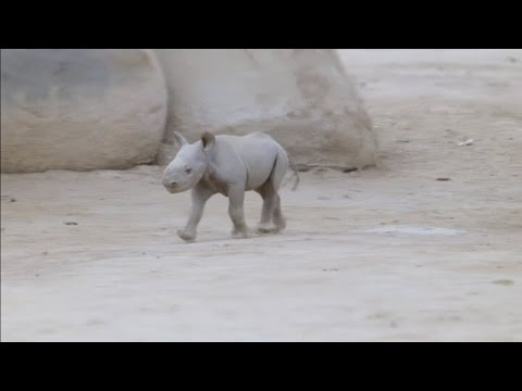 Cute endangered black rhino baby is newest resident at San Diego Zoo