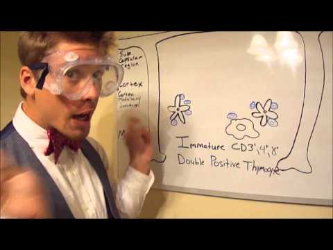 how to isolate cd8 t cells