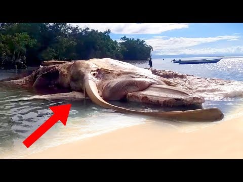 10 Most MYSTERIOUS Discoveries Made On The Beach!