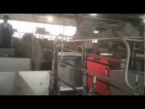 Tyson Foods - Horrible Company, and Employees.