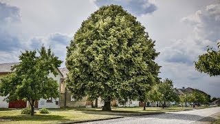 Stoletá lípa v Moravičanech