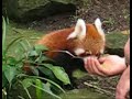 Red Panda cubs