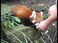Red Panda cubs Red Panda cubs