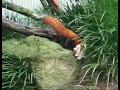 Red Panda cubs