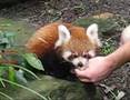 Red Panda cubs